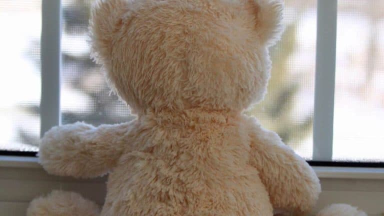 a fluffy teddy bear looking out the window