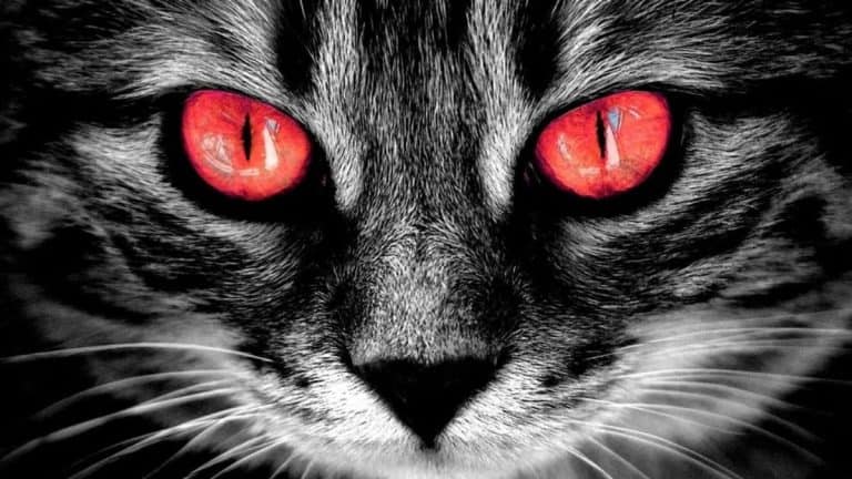 gifts for horror lovers